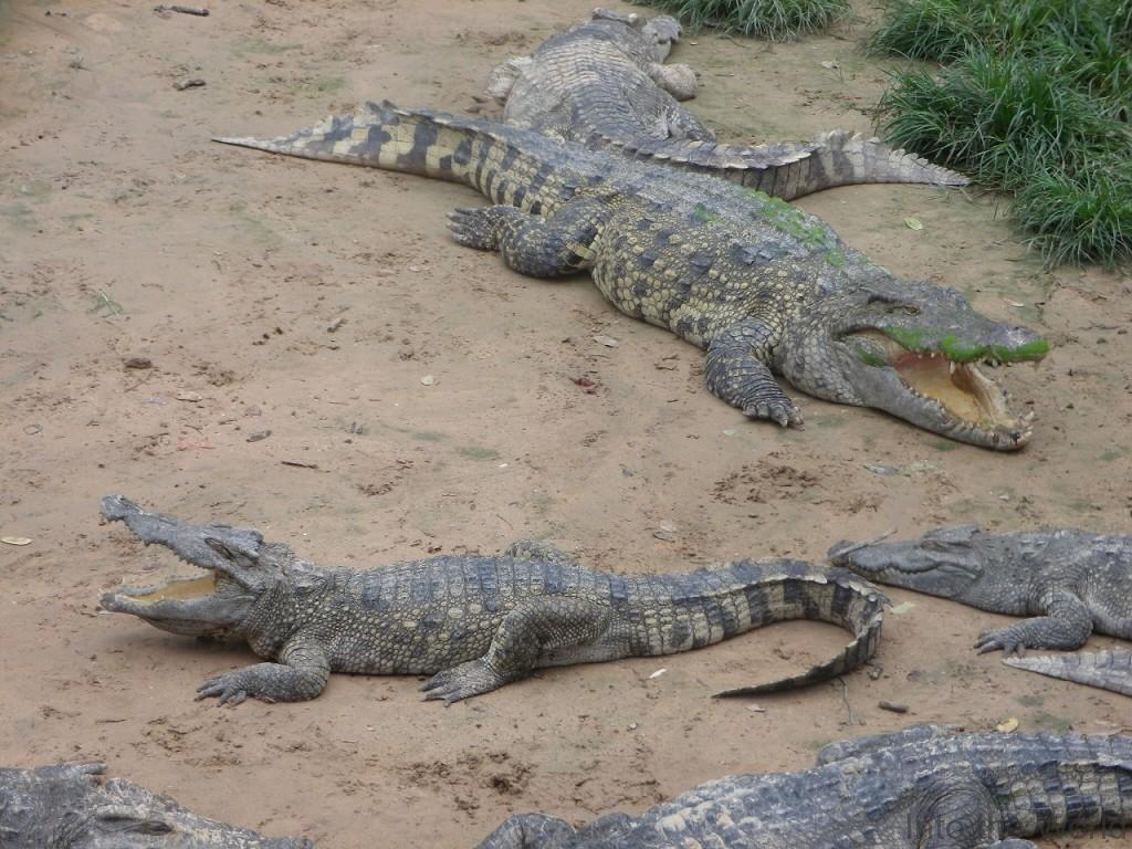 crocodile_14