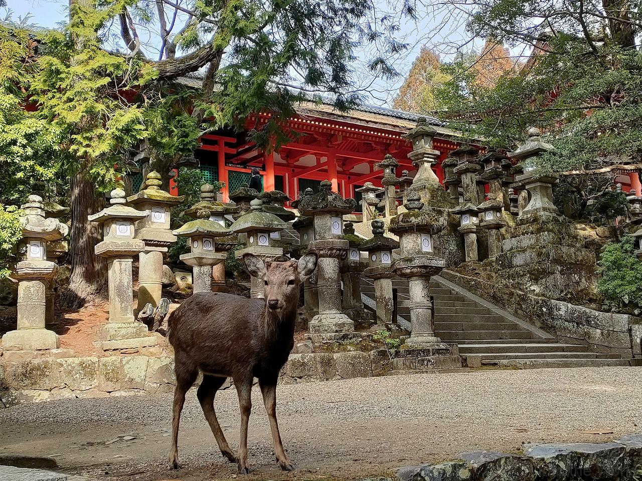 春日大社 奈良