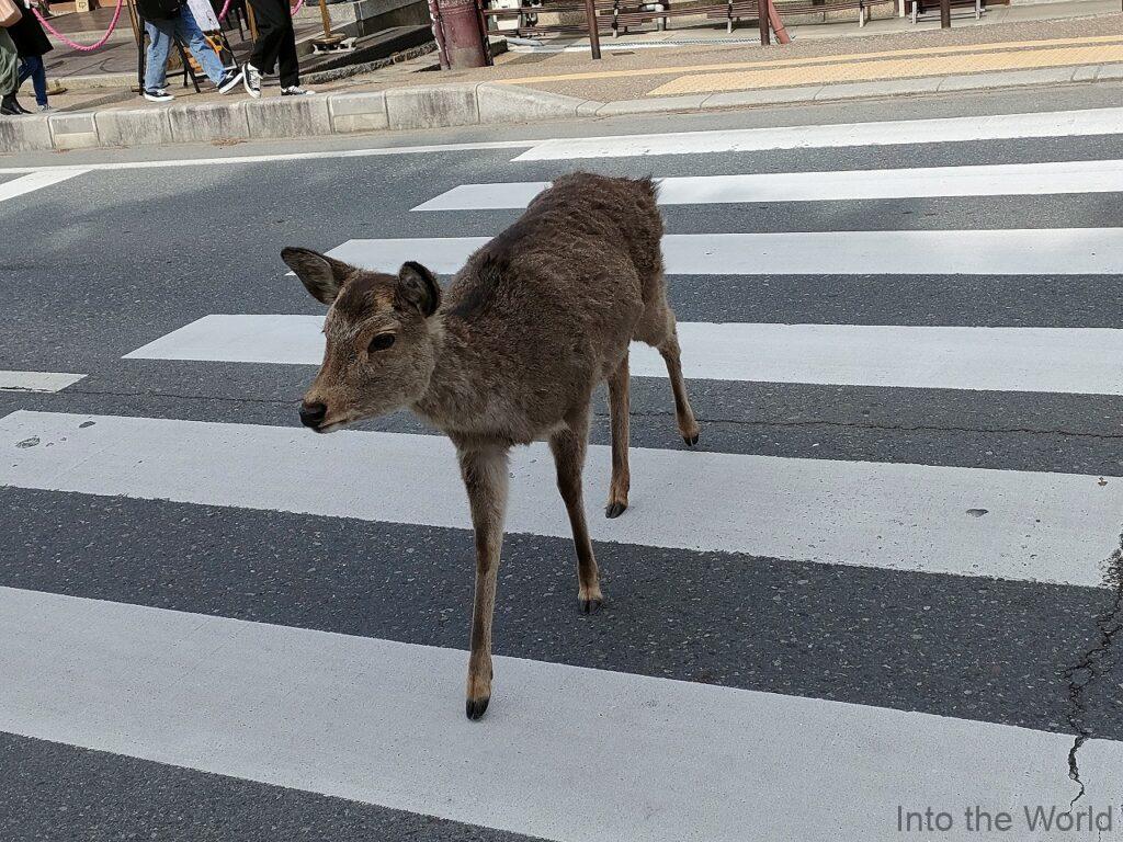 奈良公園 鹿 道路横断