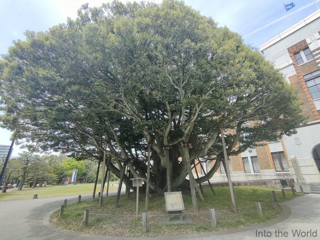 石川県政記念しいのき迎賓館 旧石川県庁舎本館 堂形のシイノキ