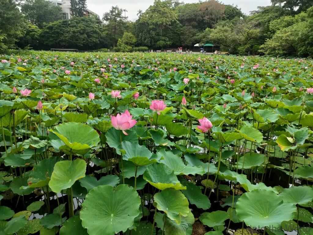 台北植物園 見どころ 感想 基本情報