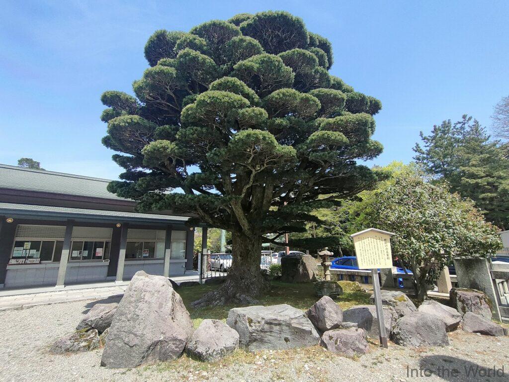 石川護國神社 願掛けの五葉松