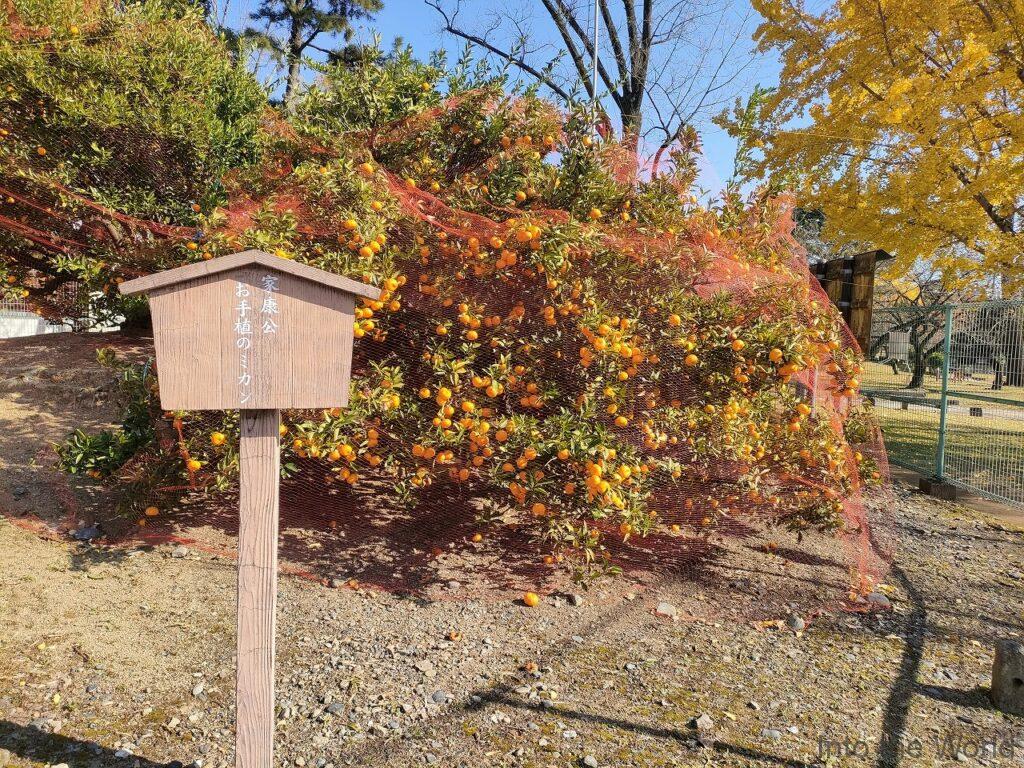 駿府城公園 家康公お手植のミカン