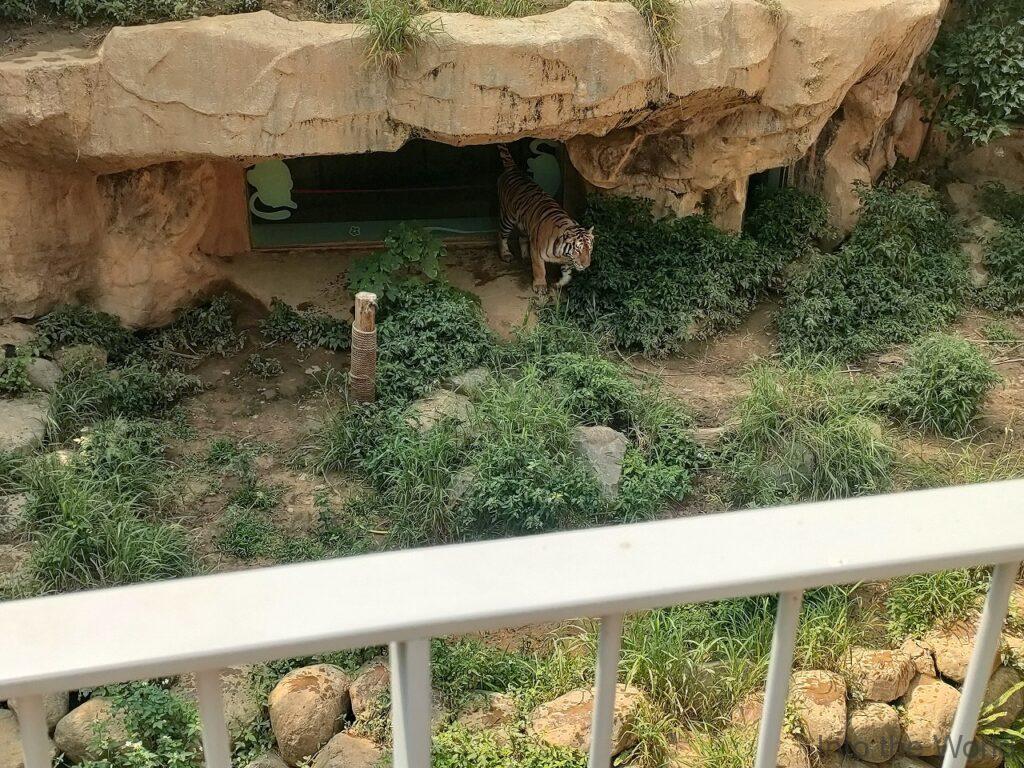 新竹市立動物園 見どころ 感想