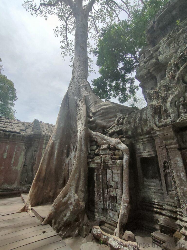 タプローム 見どころ 感想